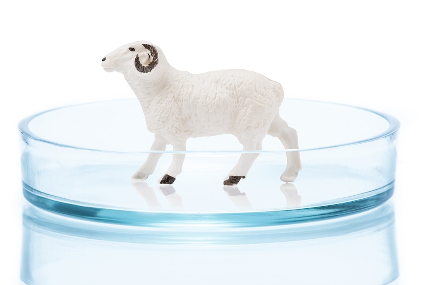 A miniature lamb standing on a Petri dish