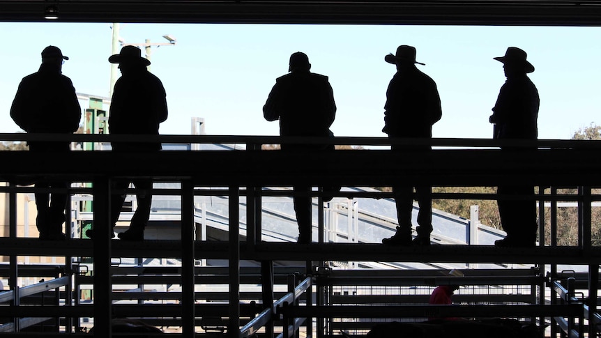 Five men standing on the catwalk in the saleyards.