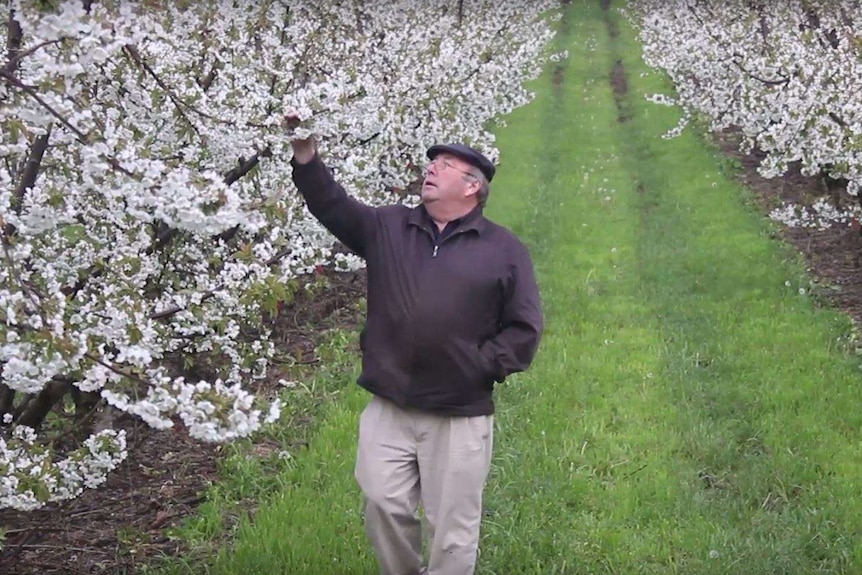 Tim Reid inspecting trees at his Redlands orchard.