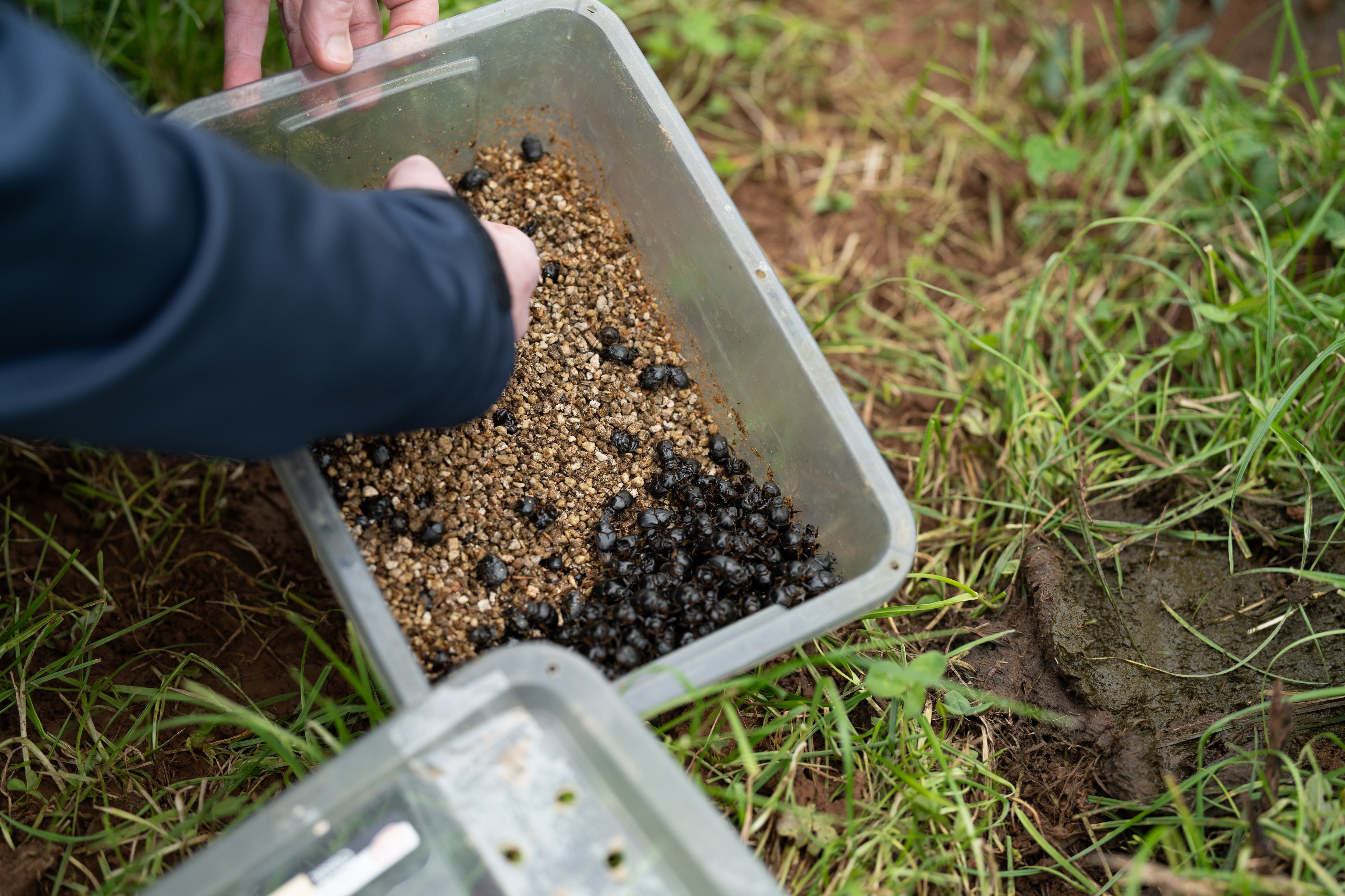 Hand reaching into small plastic container filled with dung beetles