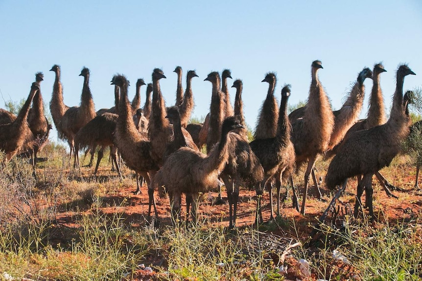 Large group of emus