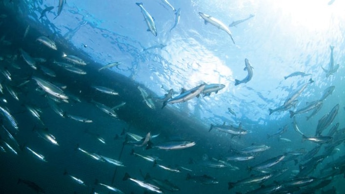Salmon in a fish farm enclosure, seen from underwater, image from Tassal.