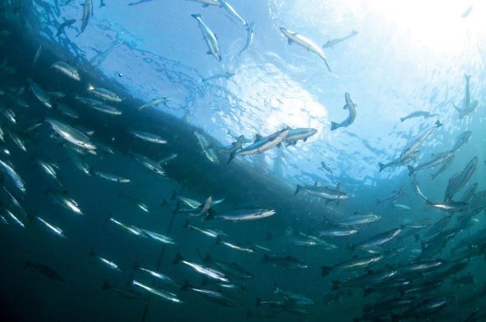 Salmon in a fish farm enclosure, seen from underwater.