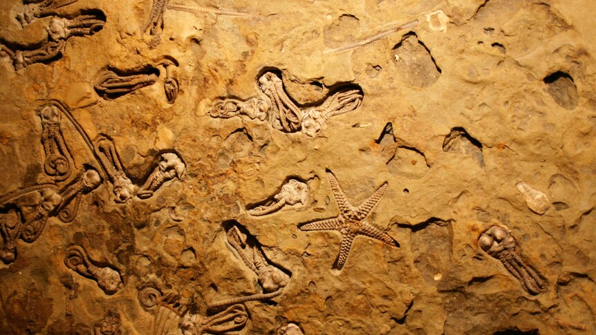 A slab of rock of fossilised sea creatures