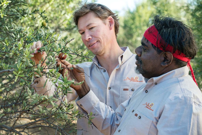 Two men stand looking at a seed on a sandalwood tree