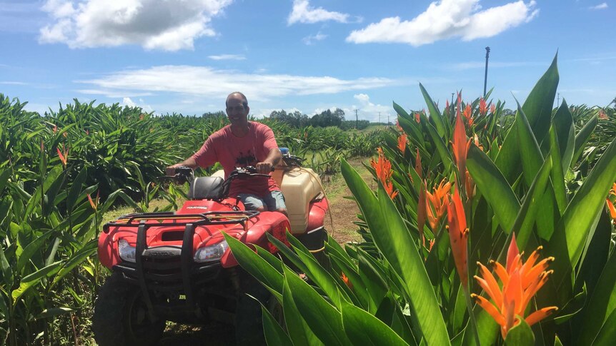 Rows and rows of bright orange heliconia flowers are inspected by tropical flower farmer on his quad bike