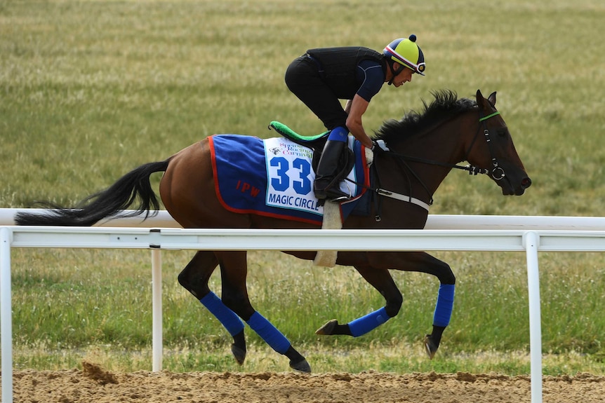 The Ian Wiliams-trained Magic Circle running track work at Werribee on November 4, 2018.