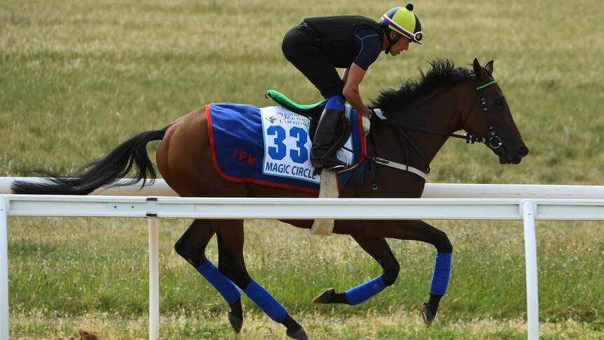 The Ian Wiliams-trained Magic Circle running track work at Werribee on November 4, 2018.