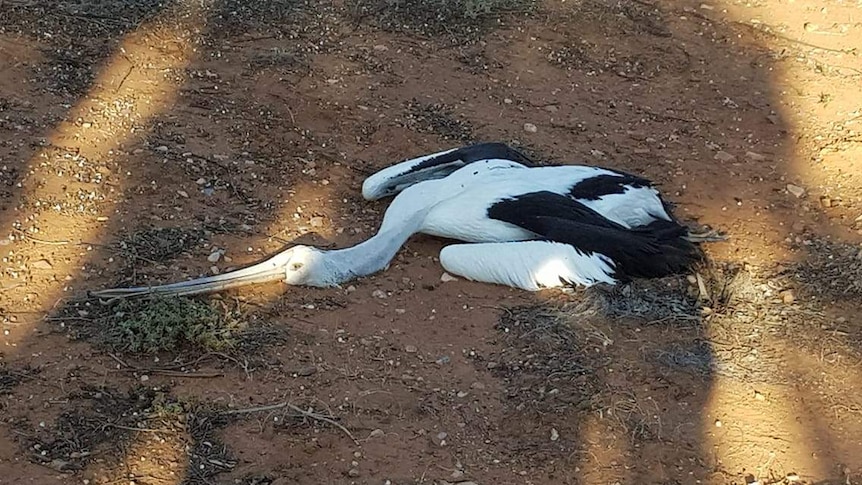 A dead pelican with no apparent external injuries lays on dark brown dirt.