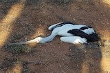 A dead pelican with no apparent external injuries lays on dark brown dirt.