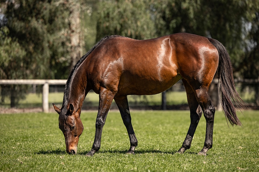 A shiny bay horse stands eating green grass.