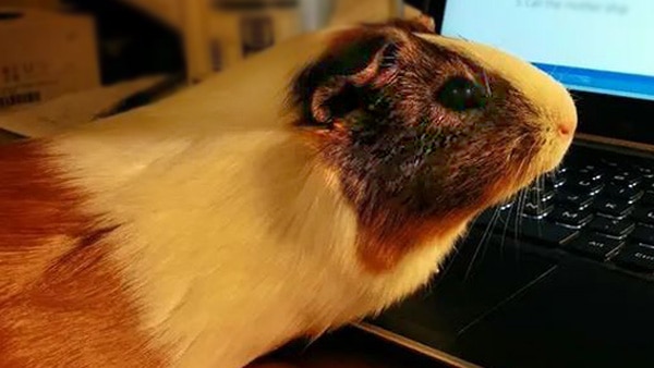 A guinea pig on a computer keyboard