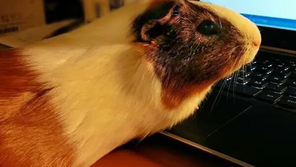 A guinea pig on a computer keyboard