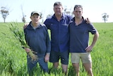 Three men stand in a lush green wheat field. One holds crop of wheat.