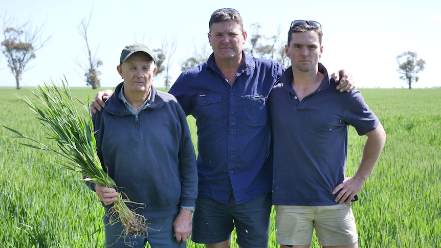 Three men stand in a lush green wheat field. One holds crop of wheat.