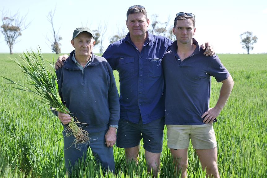 three generations of men stand in a lush green wheat field. one holds crop of wheat