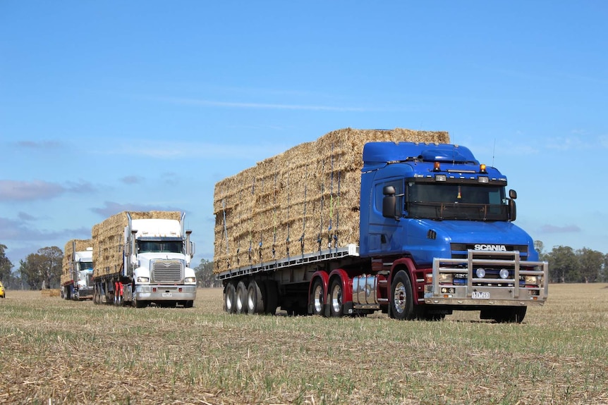 Trucks loaded with hay