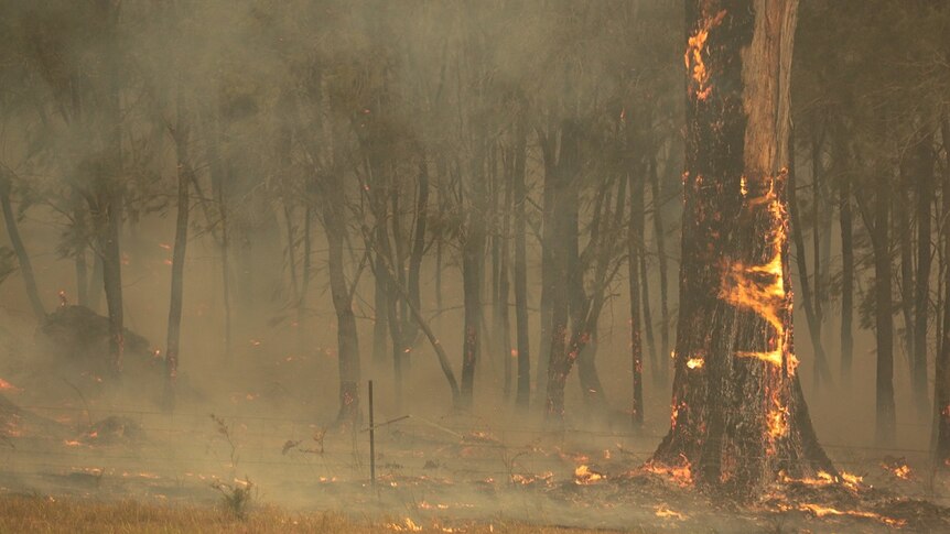A tree burns against a smoky background.