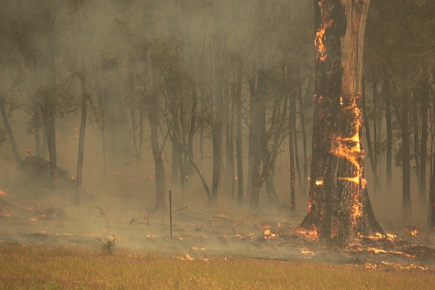 A tree burns against a smoky background.