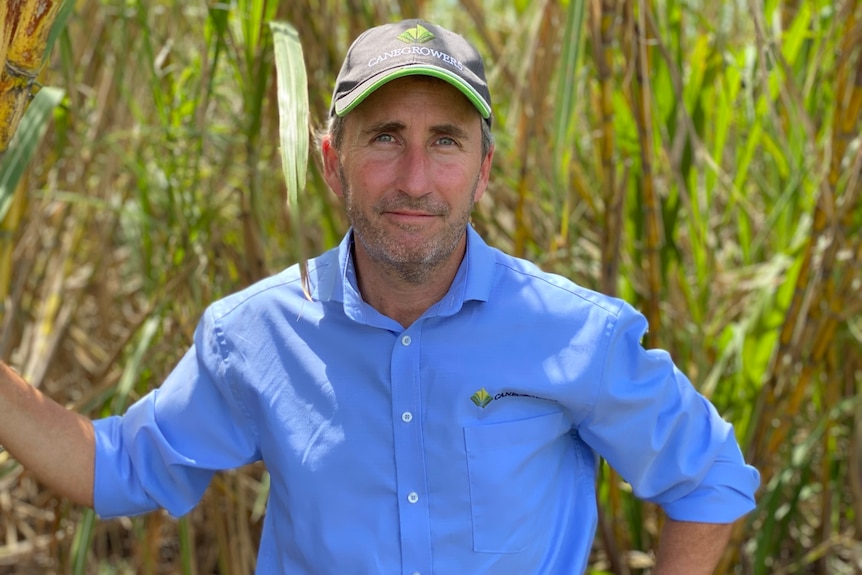 Dan Galligan, Canegrowers CEO standing in front of sugar cane crop wearing blue shirt and a canegrowers cap.