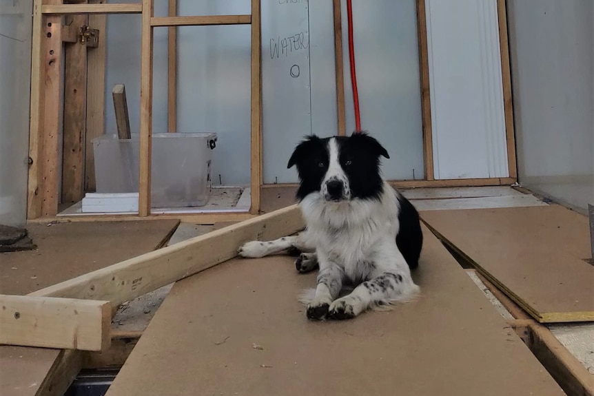 Dog in a tiny house