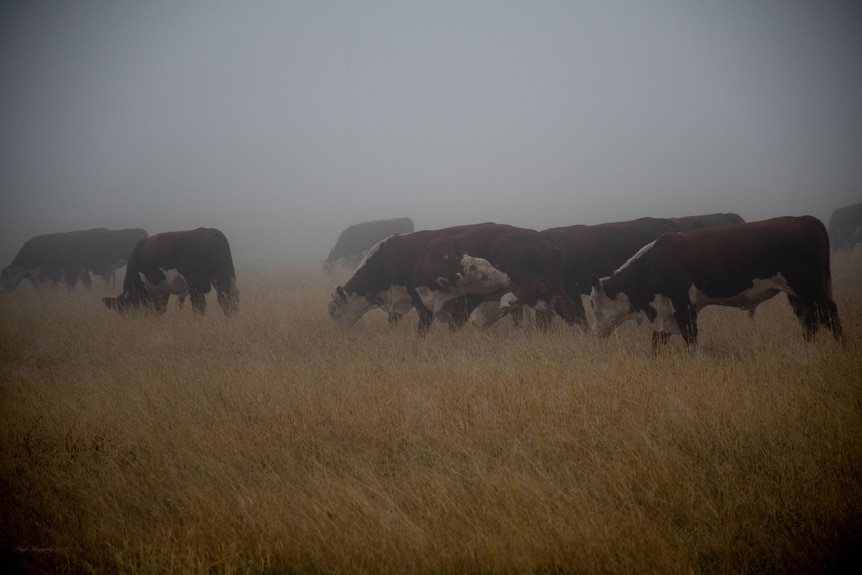 brown cows eat grass in a foggy field