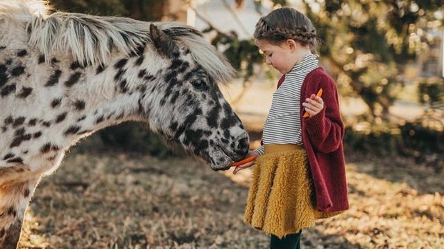 Spotty pony eats carrots from little girl's hand