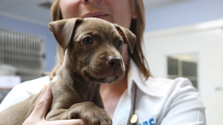 An RSPCA nurse whose face is out of frame holds a small puppy 