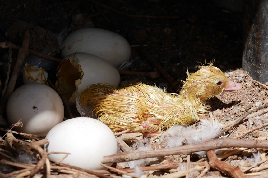 Newly hatched duckling sitting in nest of eggs