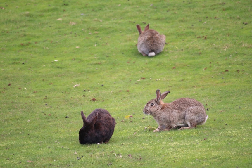 Black and brown rabbits are sitting on the grass. 