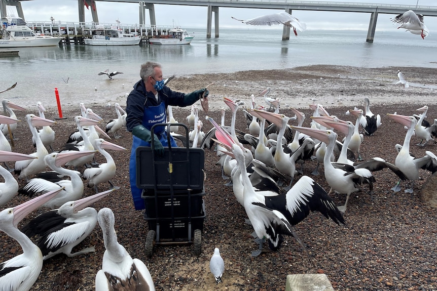 A man sitting surrounded by pelicans.