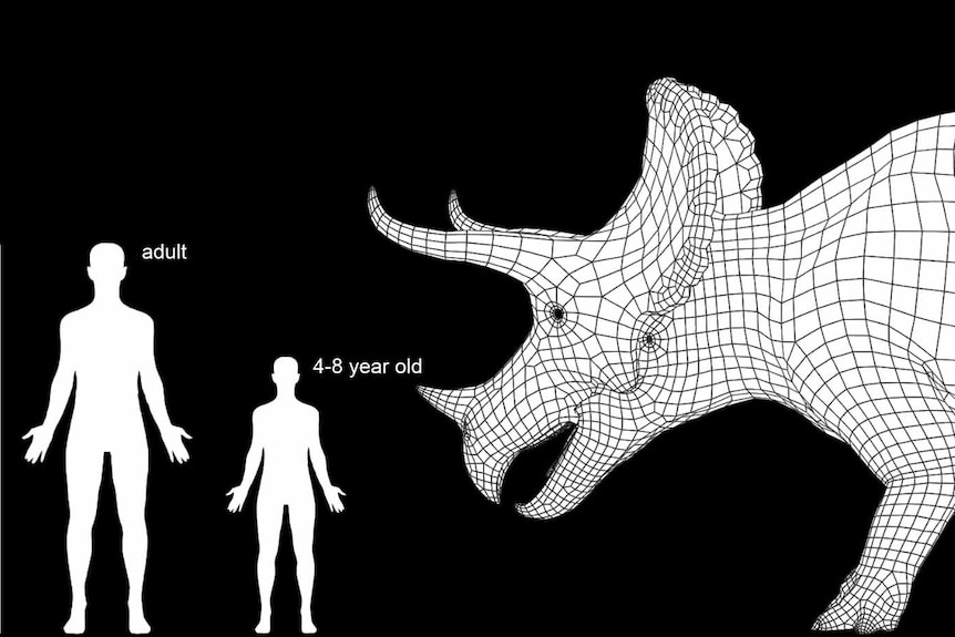 A scale chart showing how large the Triceratops skeleton heading to Melbourne will be, compared to an adult and child human.
