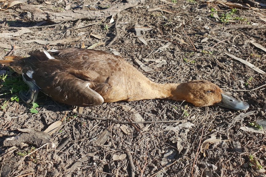 Dead duck lying on the ground.