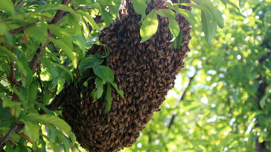 Close-up of a large swarm of bees on a fruit tree.