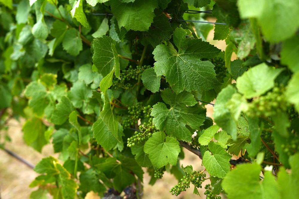 Keeping the family tradition of growing grapes alive