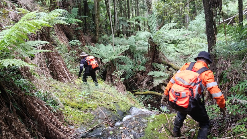 Two people in orange uniforms walk among ferns and trees.