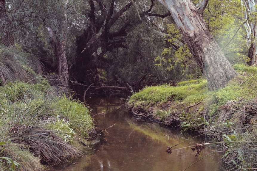 A picture of a creek with green grass and plants on either side. 
