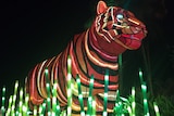 A tiger light installation at Taronga Zoo