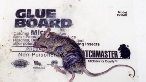 Pack of 3 - Mouse Trap - Mouse Trap Glue - Mouse Trap For Big