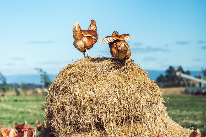 Two brown hens sit on top of a bale of hay.