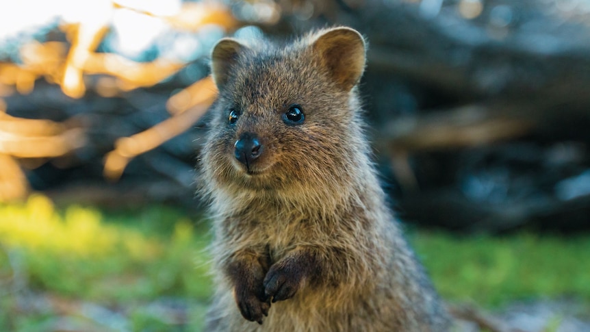 Quokka cute