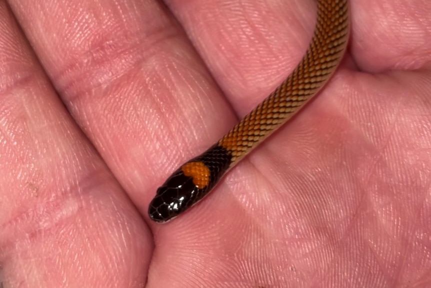 A tiny brown snake with a black and orange striped head on a hand.