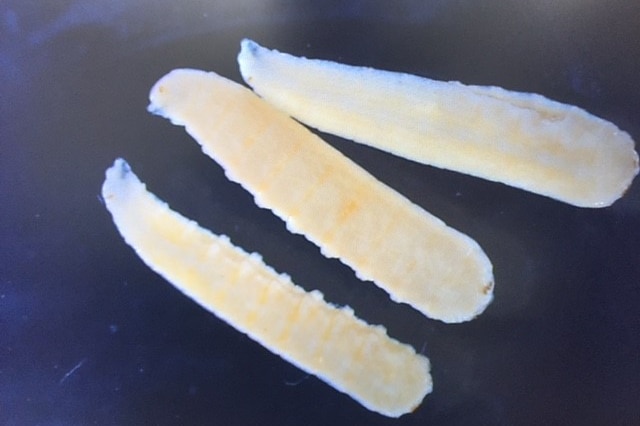 Fruit fly larvae previously found in a backyard apricot tree in Spreyton Tasmania.