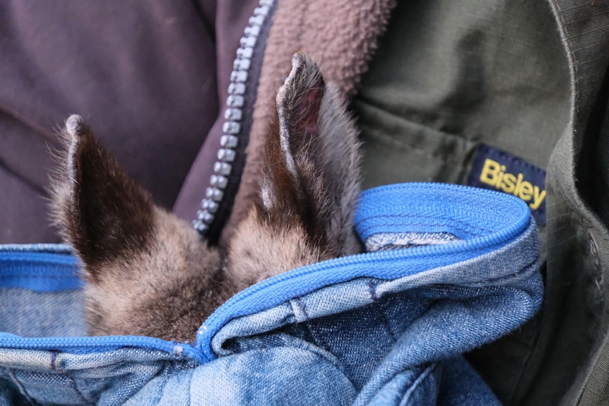 A wallabies ears sticking up out of what appears to be a hoodie.