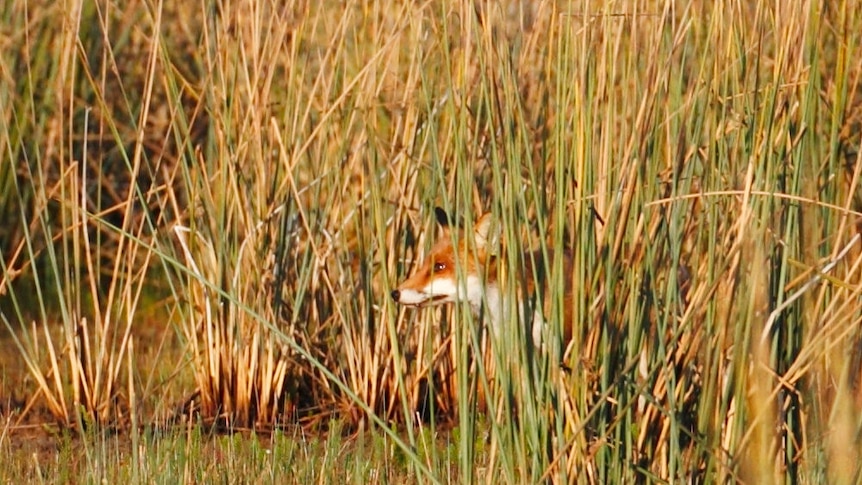 Fox in a swamp near Ballarat, Victoria.