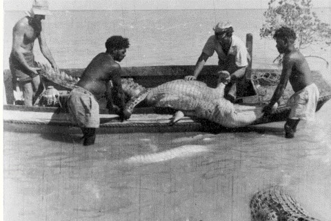 A black and white photo of four men hauling a crocodile into a boat in a river.