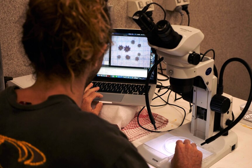The back of Dr Wolfe's head, looking at laptop screen, juvenile baby crown of thornes, microscope.
