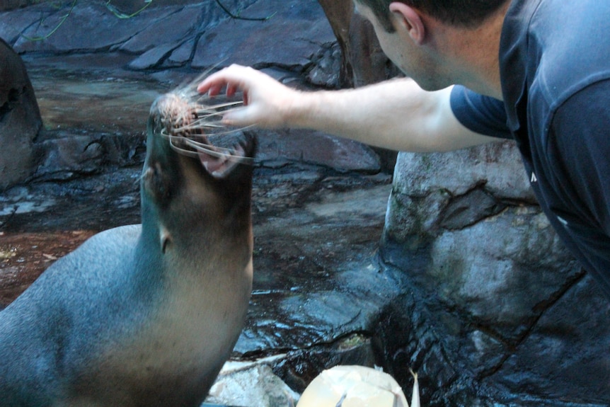 Sea lion with mouth open while a man feeds her.