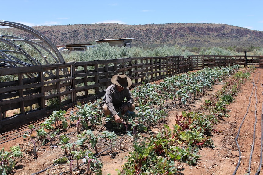 Farmer Rodney Angelo assessing the damage to his crops from a grasshopper influx