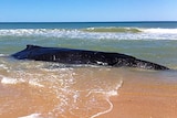 A young humpback whale lies beached on McGaurans Beach